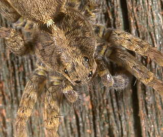 spider